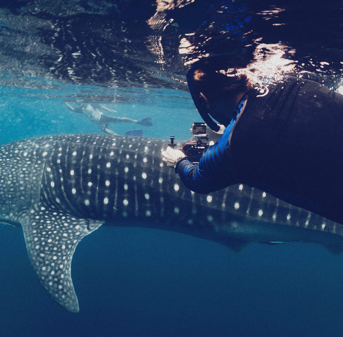 non-invasive photographic identification