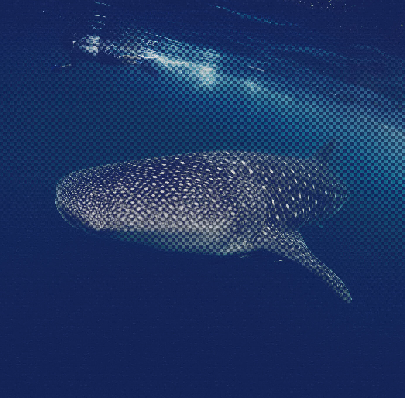 whale sharks