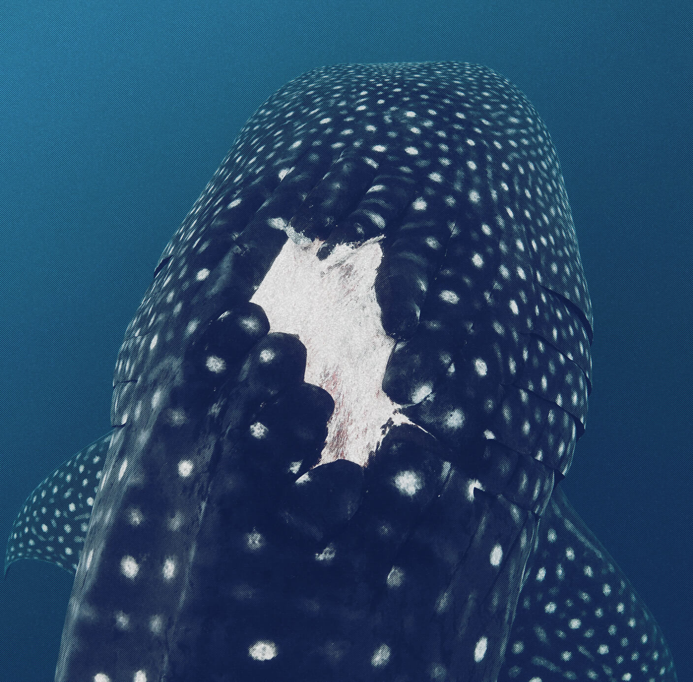 whale sharks