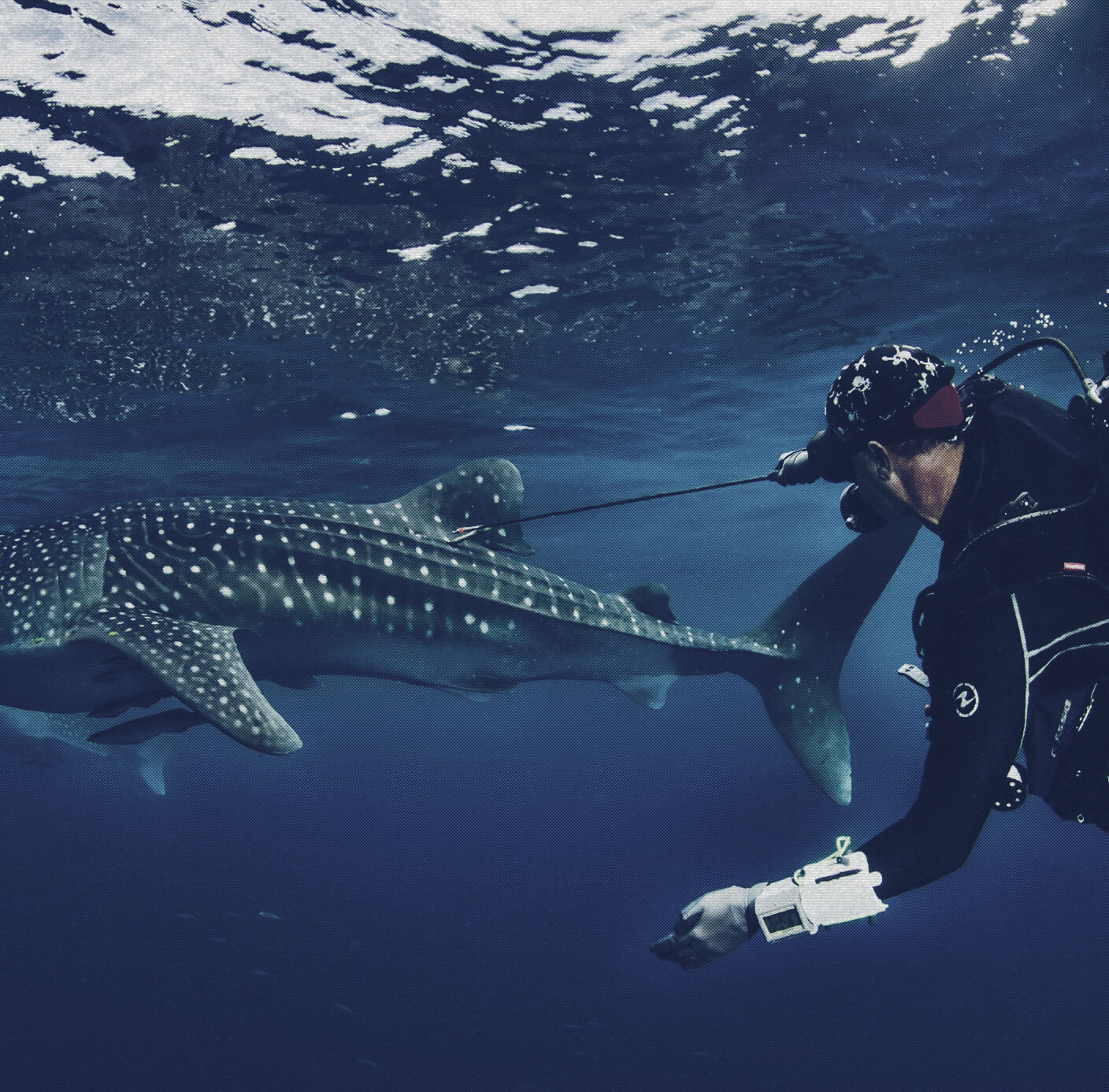 whale sharks