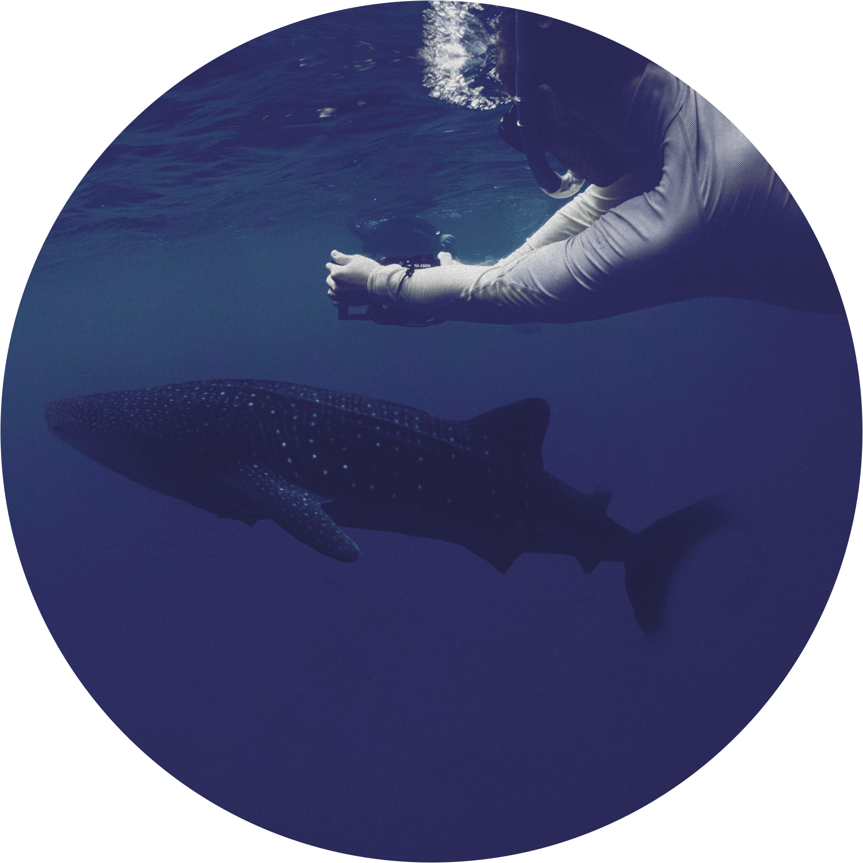 GONZALO ARAUJO, Ph.D.