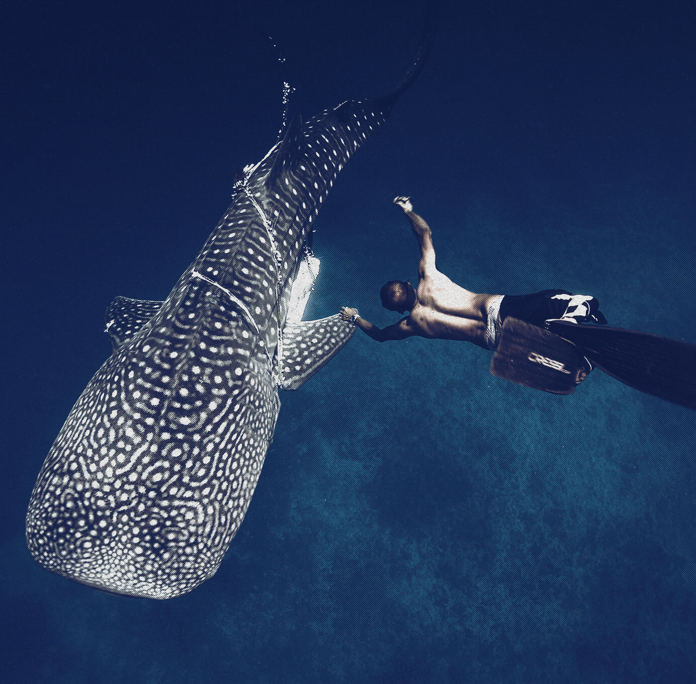 whale shark