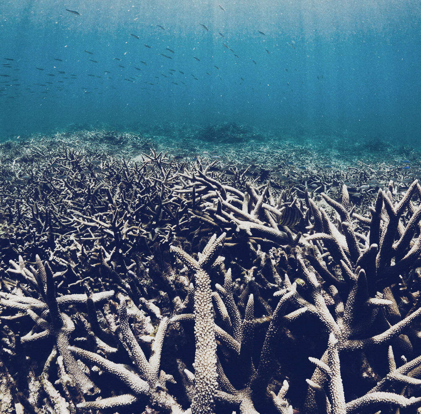 Climate change is also altering the way our ocean systems work.