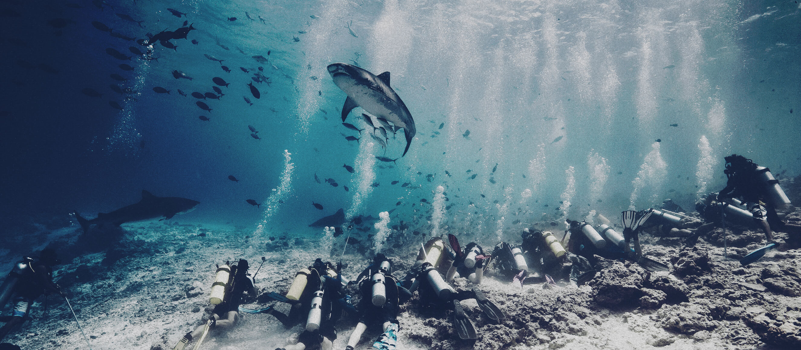 tiger shark diving