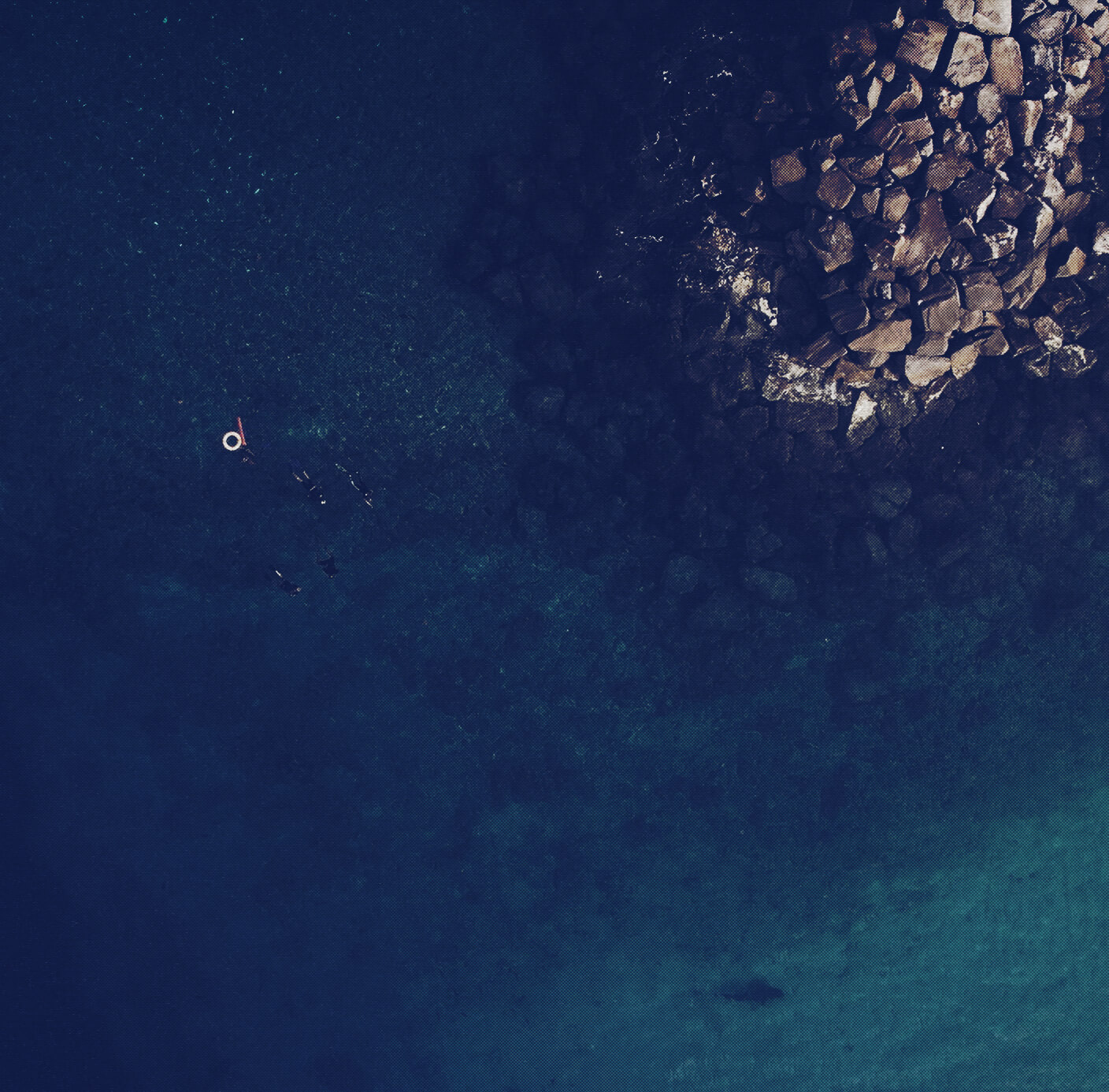 ocean currents marine life