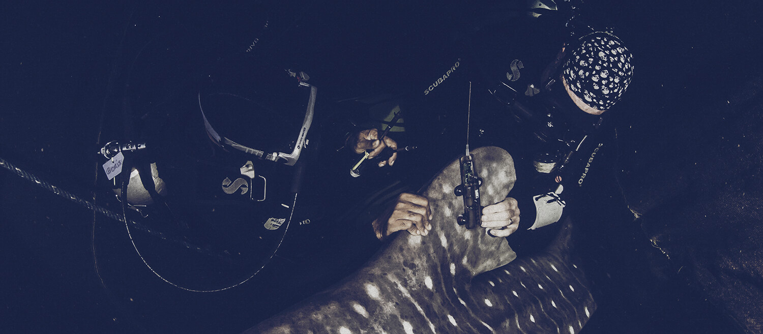 CI projects to monitor and protect whale sharks